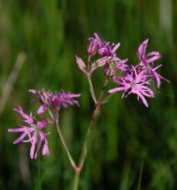 Ragged Robin near Kilnave